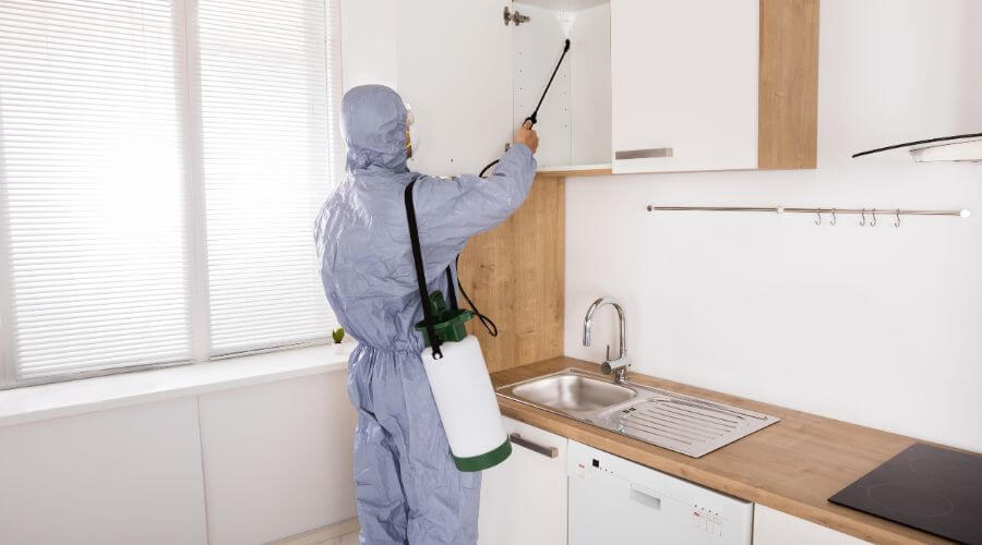 Professional Pest Extermination Services in Springfield
